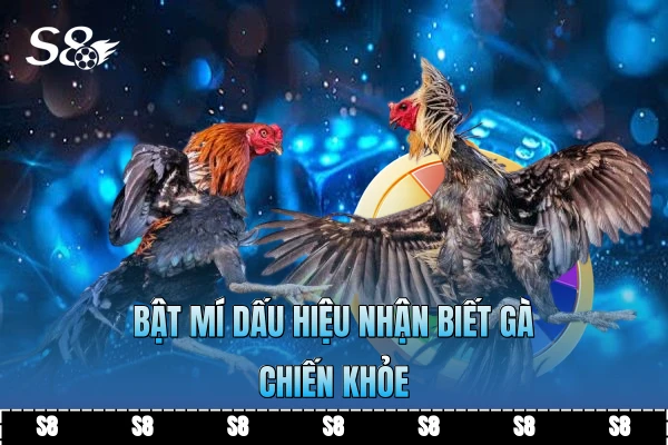 Bật mí dấu hiệu nhận biết gà chiến khỏe