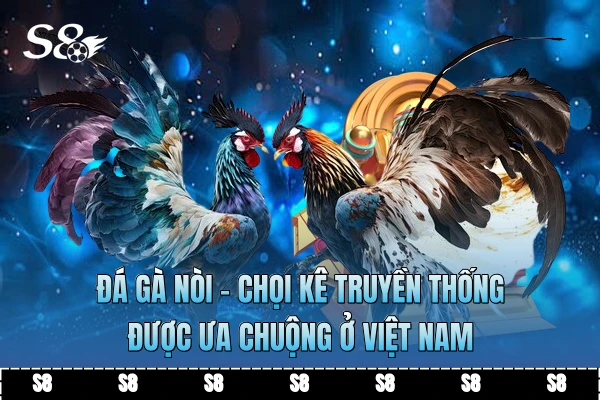 Đá Gà Nòi - Chọi Kê Truyền Thống Được Ưa Chuộng Ở Việt Nam