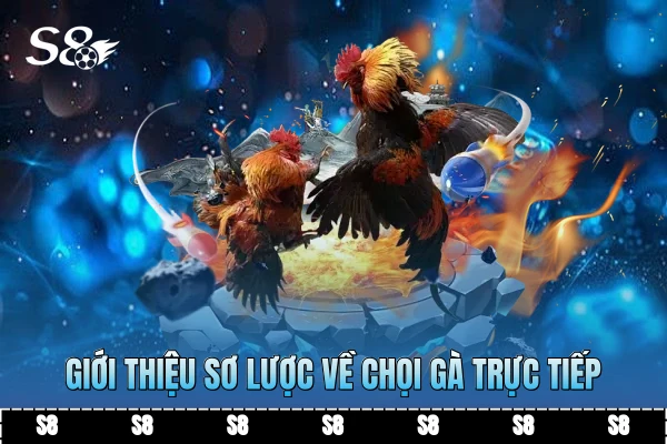 Giới thiệu sơ lược về chọi gà trực tiếp
