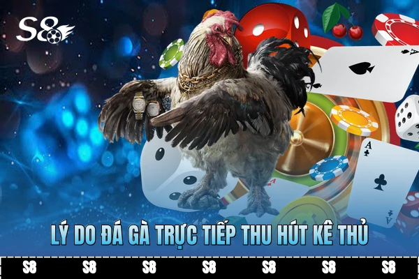 Lý do đá gà trực tiếp thu hút kê thủ