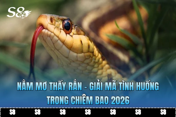 Nằm Mơ Thấy Rắn - Giải Mã Tình Huống Trong Chiêm Bao 2026