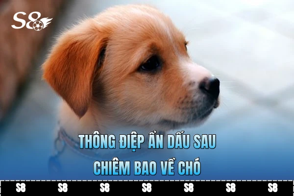 Thông điệp ẩn dấu sau chiêm bao về chó