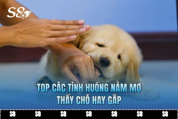Top các tình huống nằm mơ thấy chó hay gặp